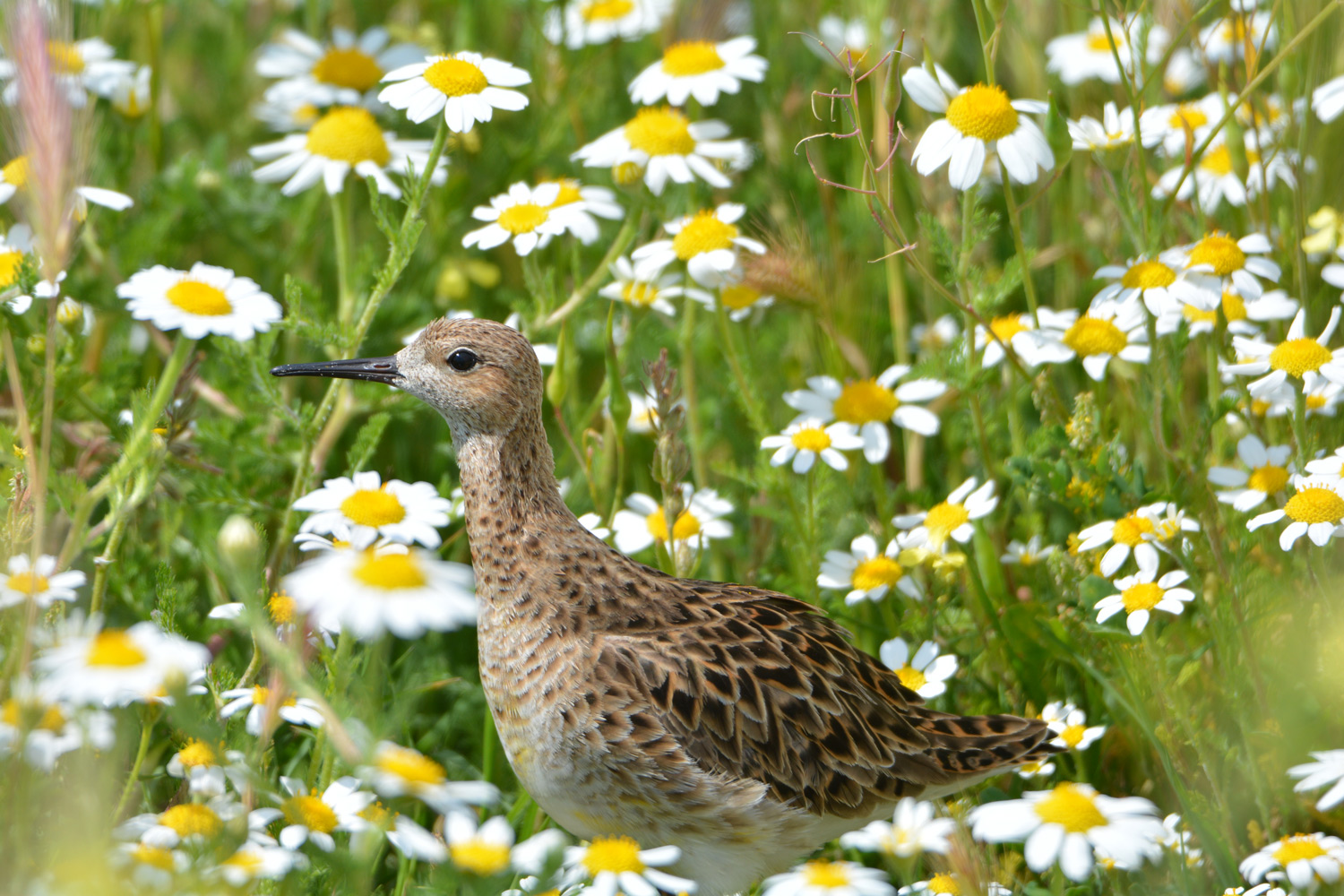 Dövüşkenkuş » Ruff » Calidris pugnax