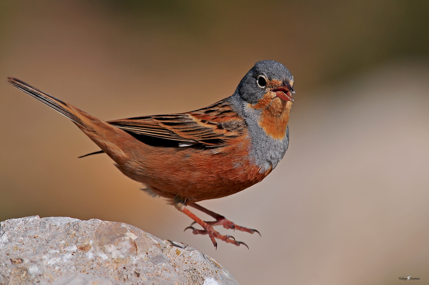Kızıl kirazkuşu » Cretzschmar`s Bunting » Emberiza caesia