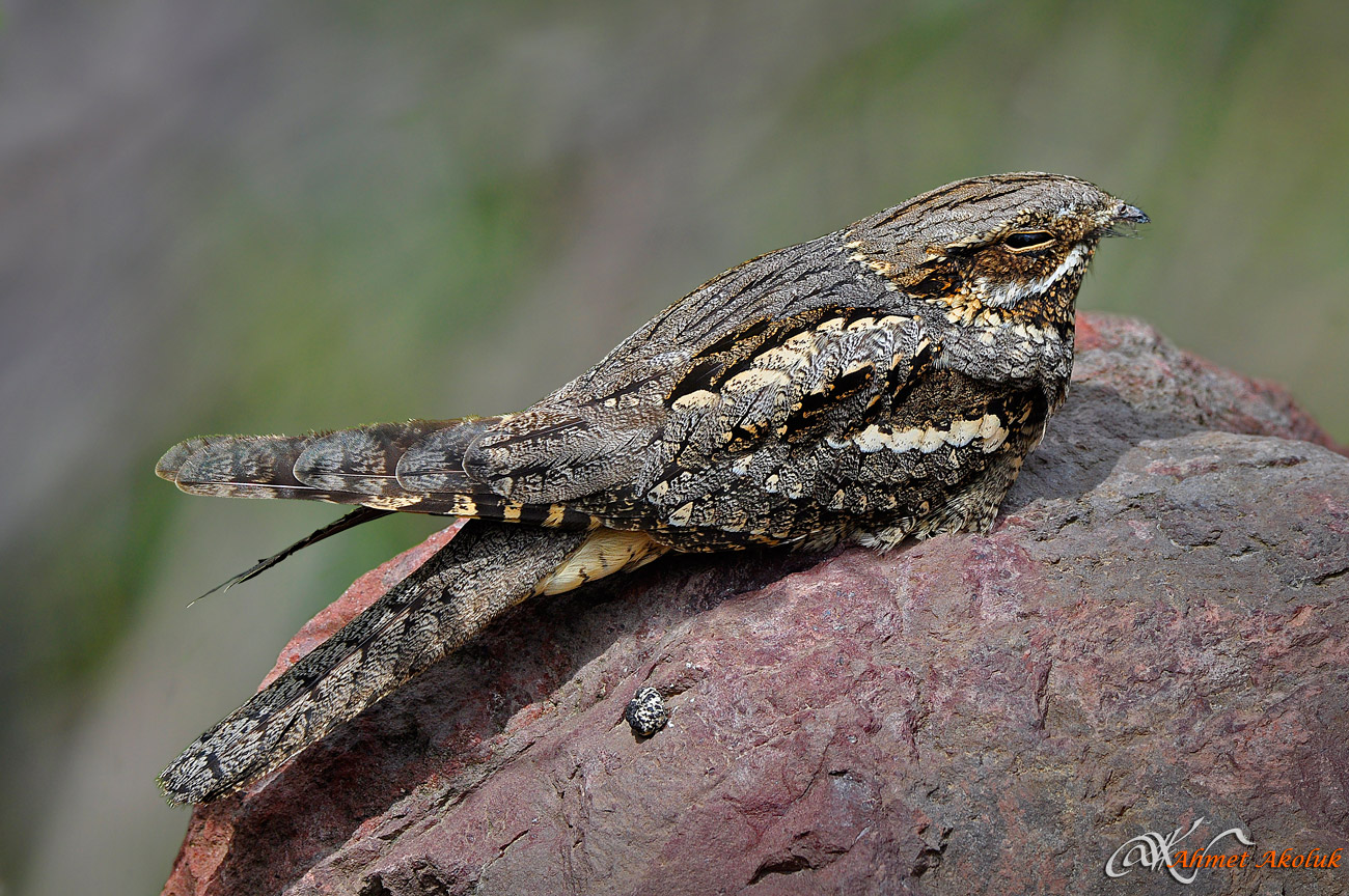 Çobanaldatan » European Nightjar » Caprimulgus europaeus