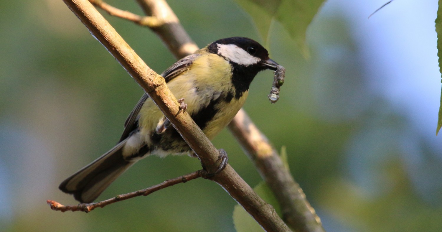 Büyük Baştankara » Great Tit » Parus major