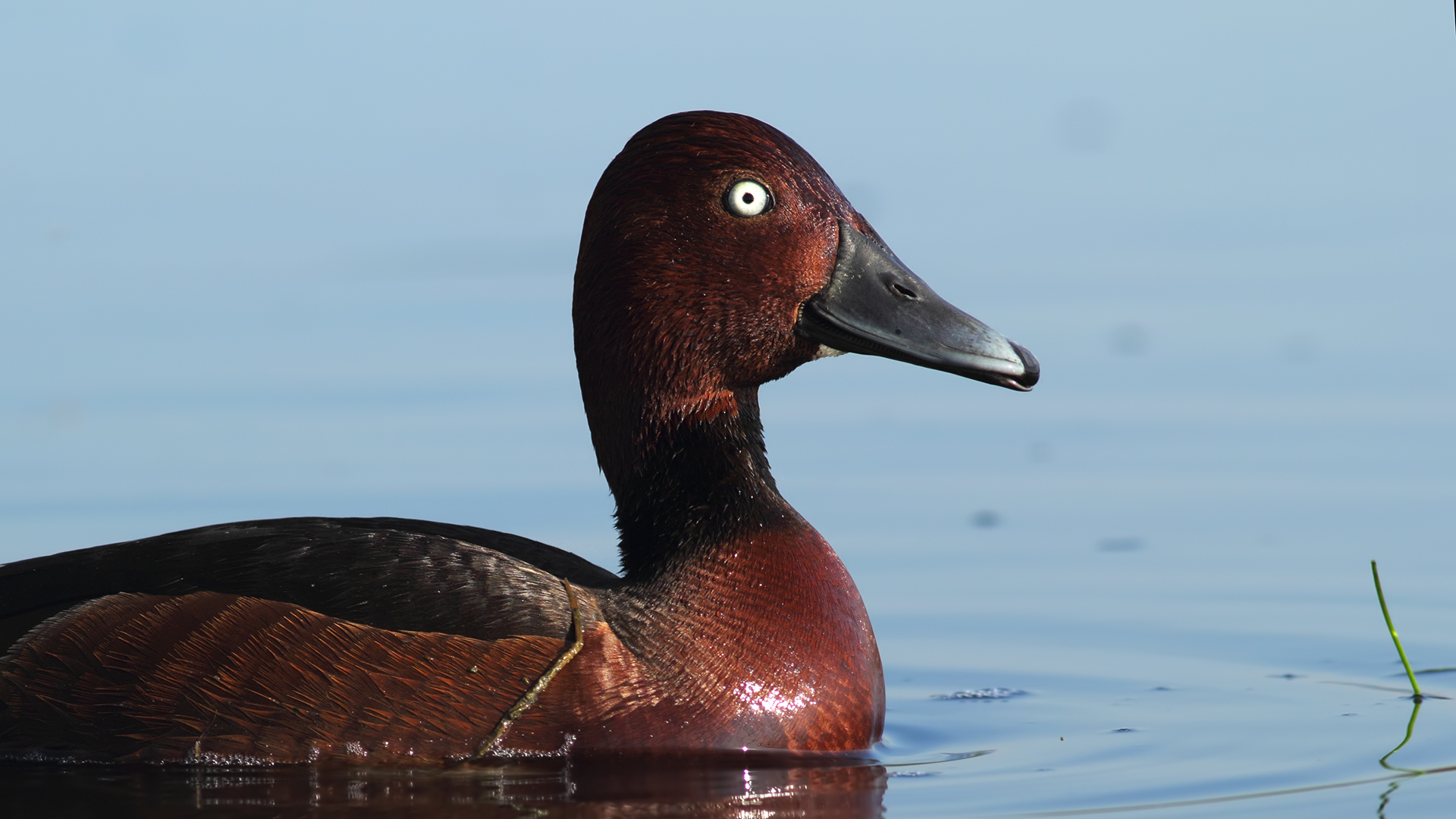 Pasbaş patka » Ferruginous Duck » Aythya nyroca