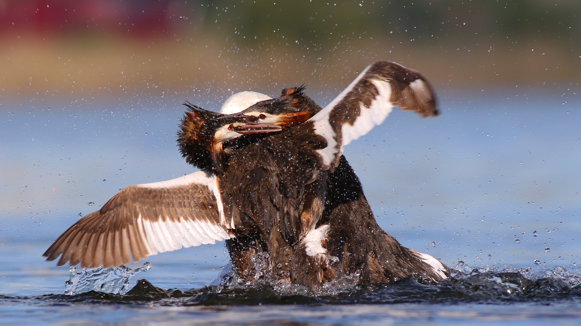 Bahri » Great Crested Grebe » Podiceps cristatus