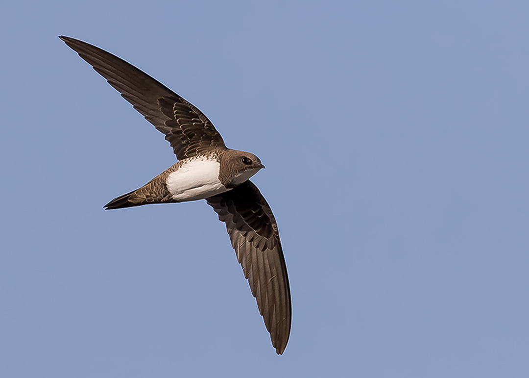 Akkarınlı ebabil » Alpine Swift » Tachymarptis melba