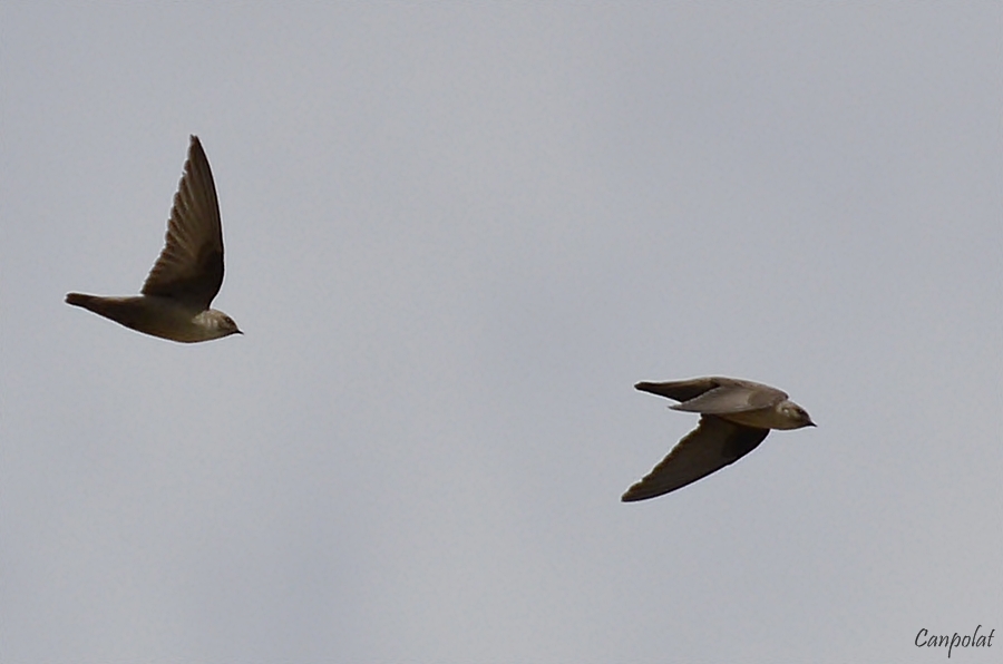 Kaya kırlangıcı » Eurasian Crag Martin » Ptyonoprogne rupestris