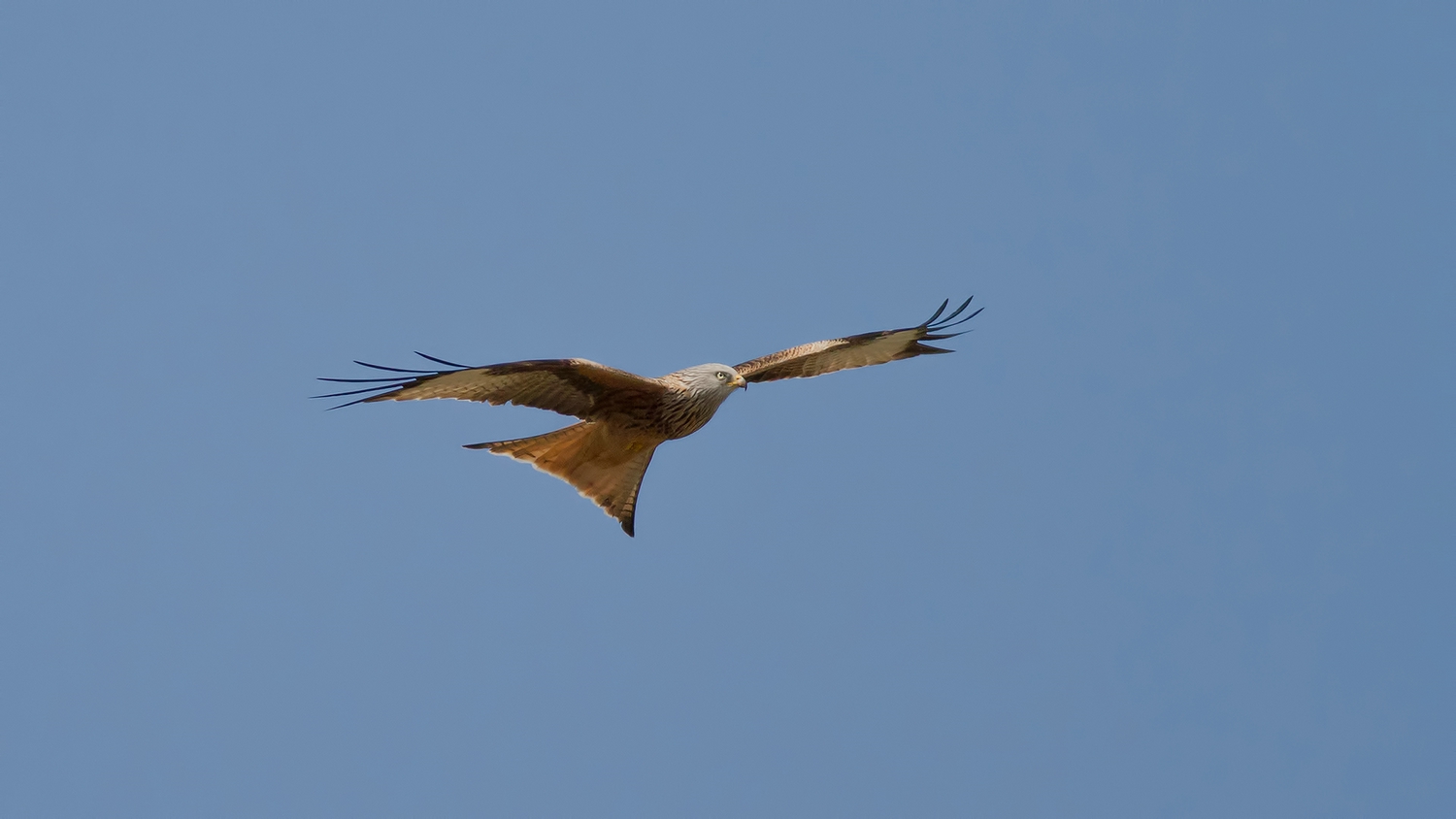 Kızıl çaylak » Red Kite » Milvus milvus