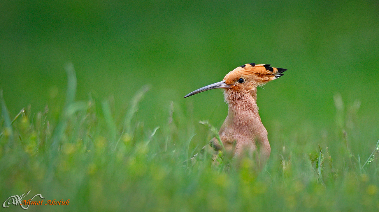 İbibik » Eurasian Hoopoe » Upupa epops