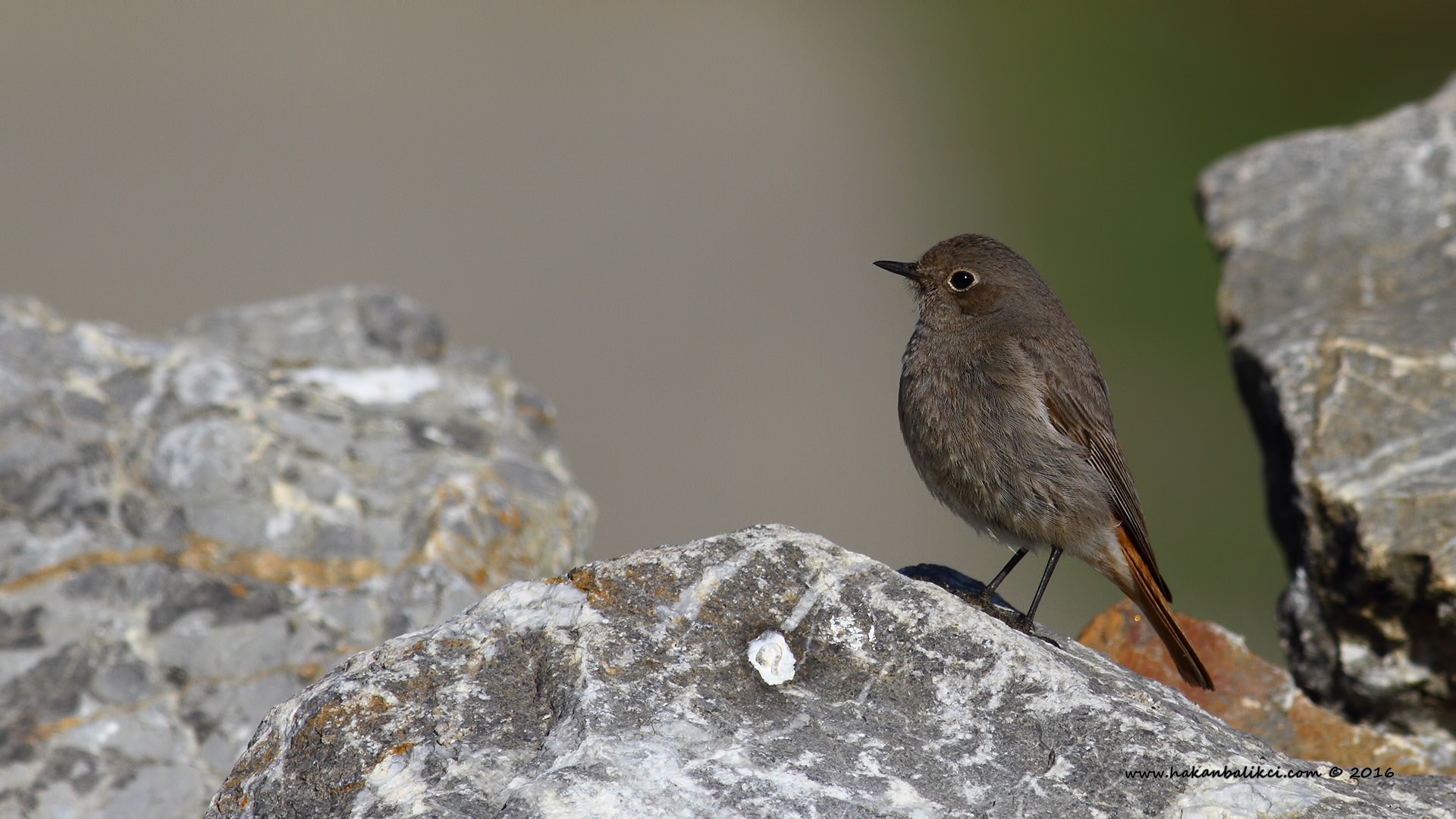 Kara kızılkuyruk