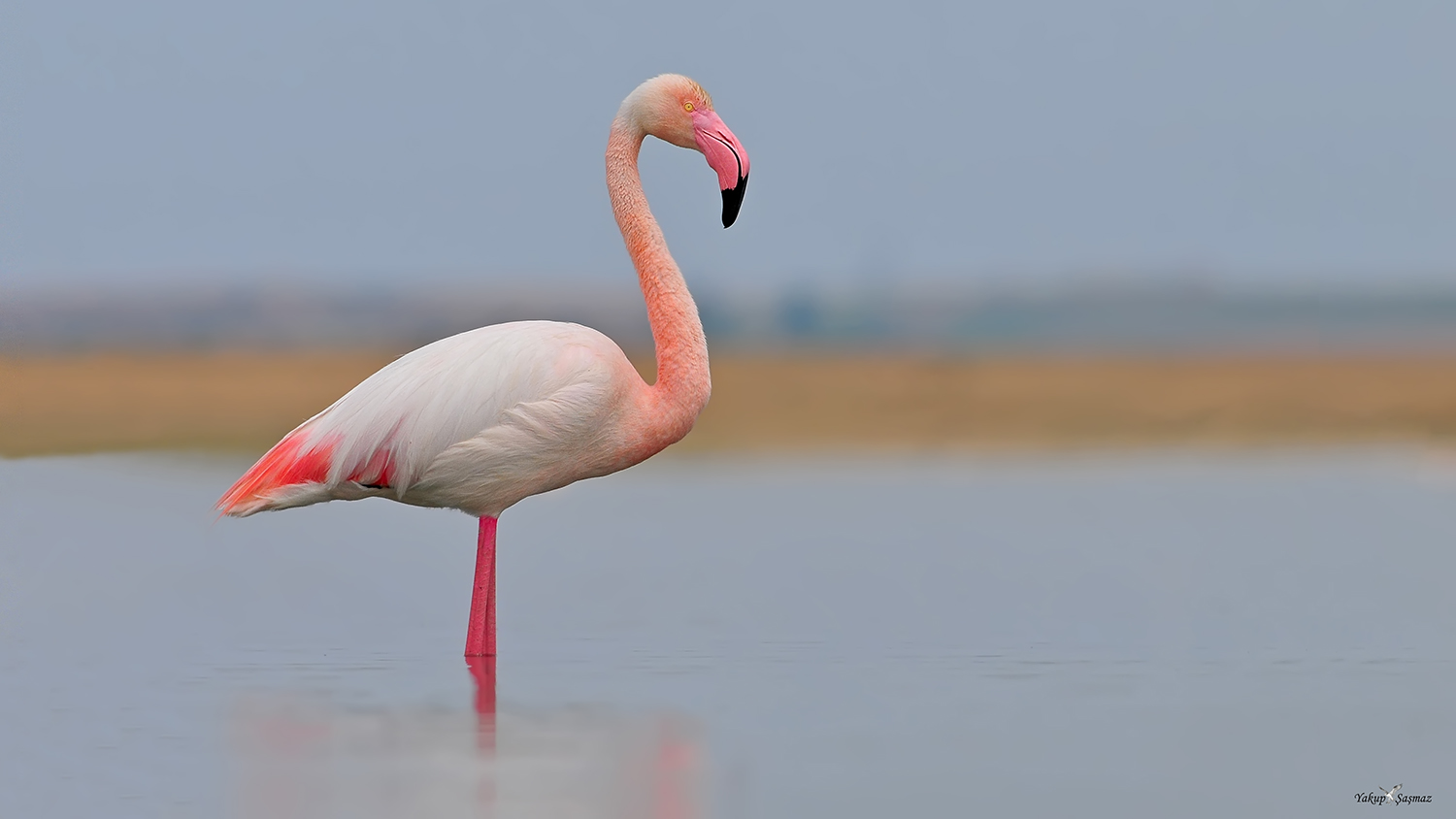Flamingo » Greater Flamingo » Phoenicopterus roseus