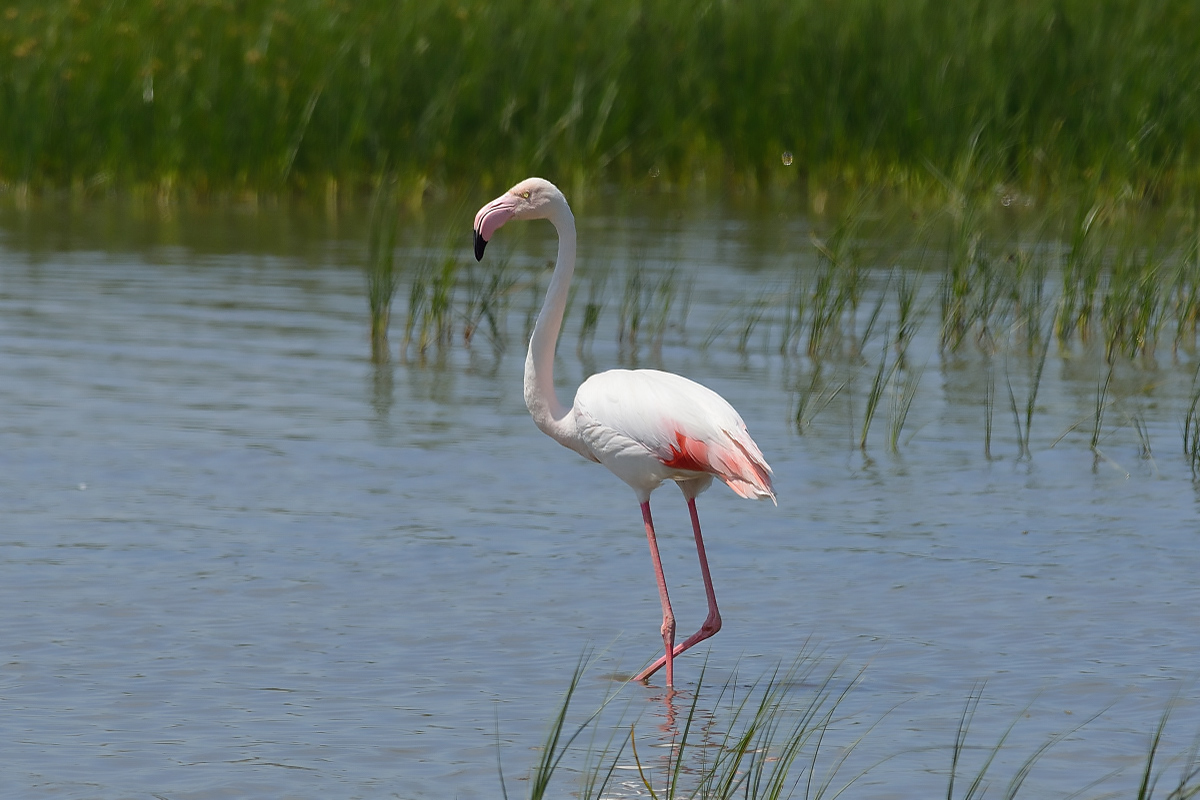 Flamingo » Greater Flamingo » Phoenicopterus roseus