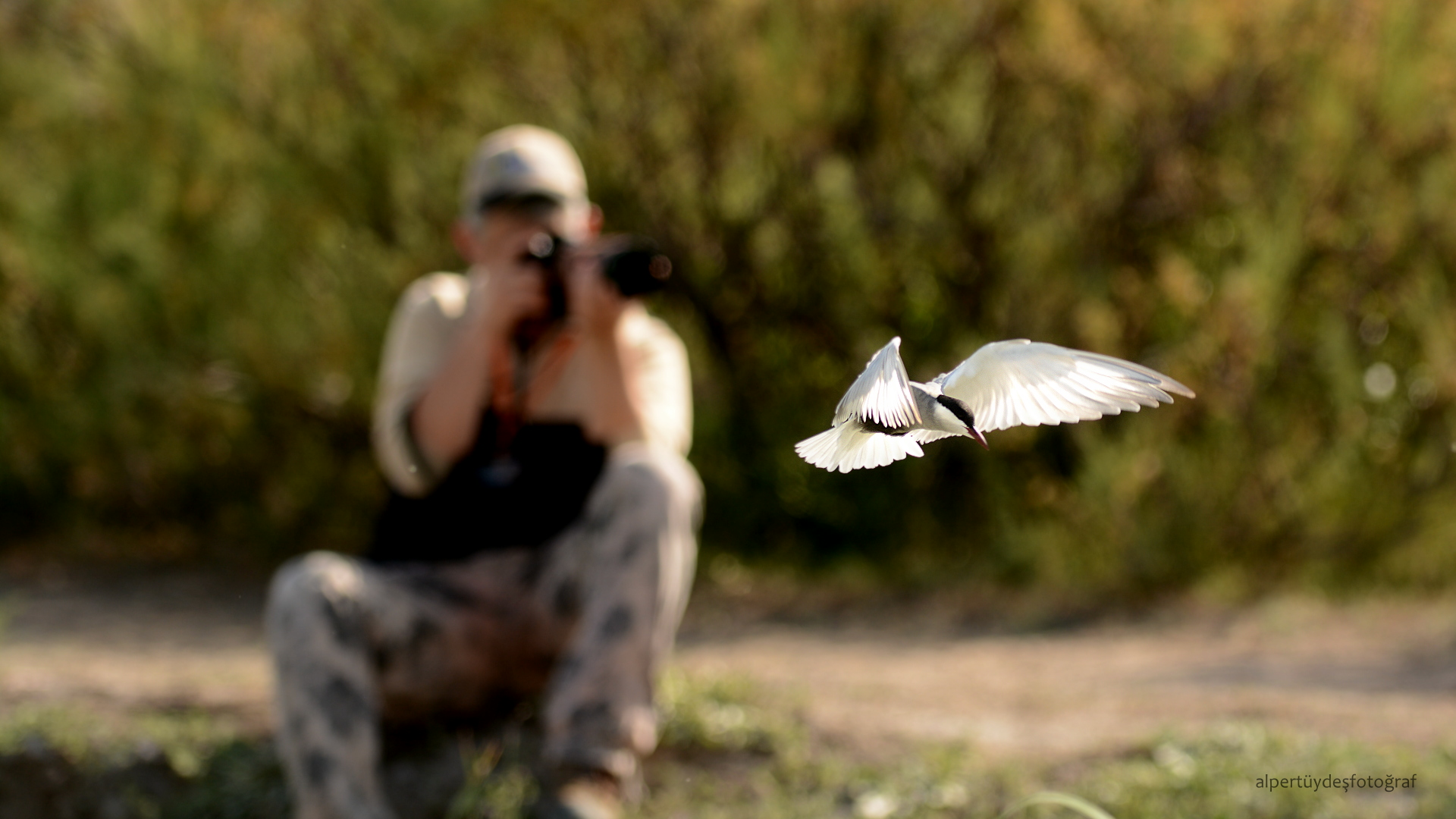 Bıyıklı sumru » Whiskered Tern » Chlidonias hybrida