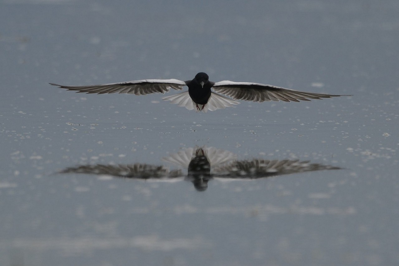 Akkanatlı sumru » White-winged Tern » Chlidonias leucopterus