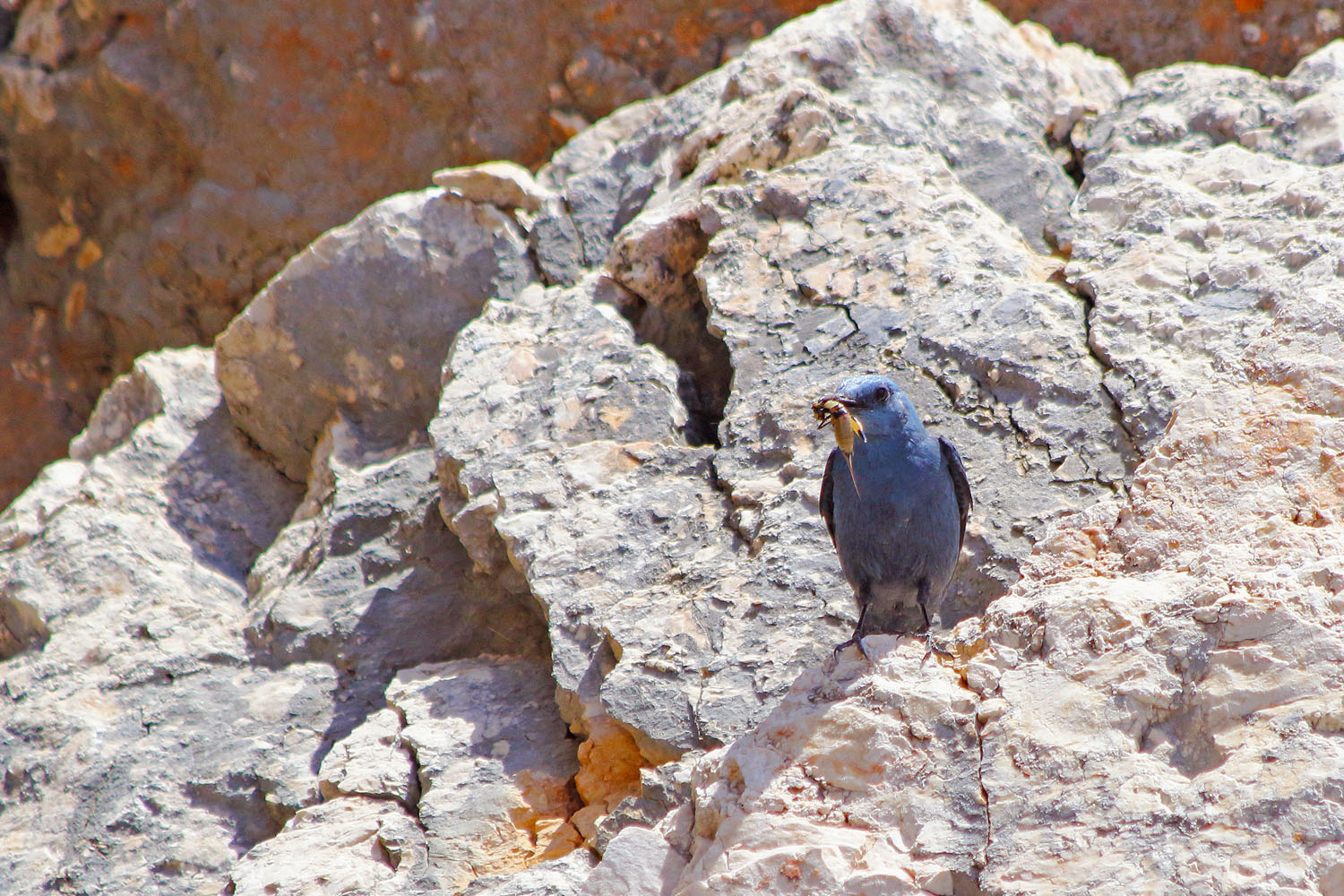 Gökardıç » Blue Rock Thrush » Monticola solitarius