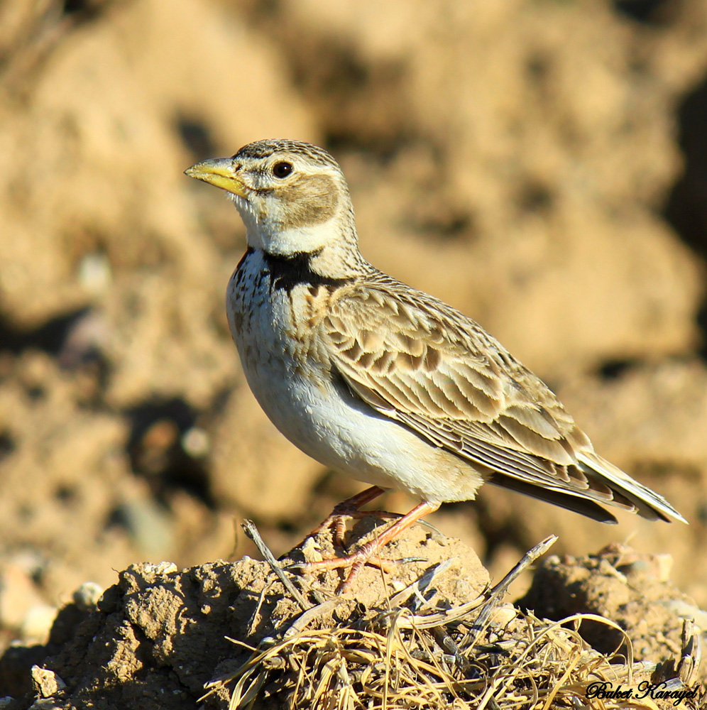 Boğmaklı toygar » Calandra Lark » Melanocorypha calandra