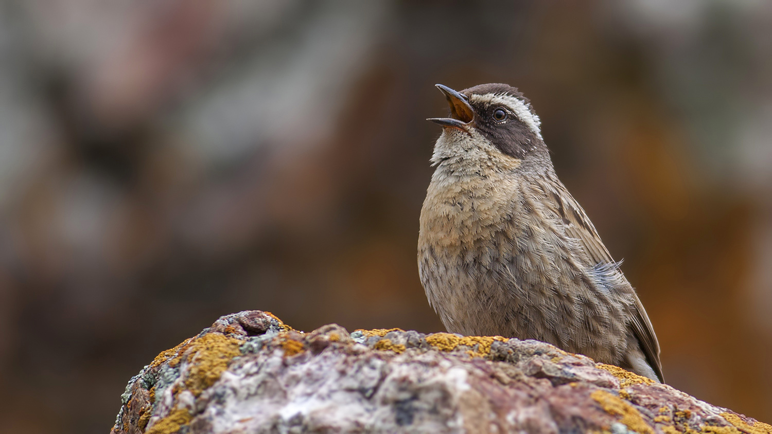 Sürmeli dağbülbülü » Radde`s Accentor » Prunella ocularis