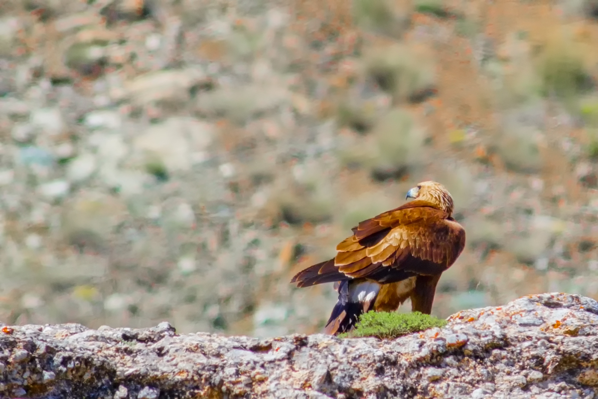 Kaya kartalı » Golden Eagle » Aquila chrysaetos