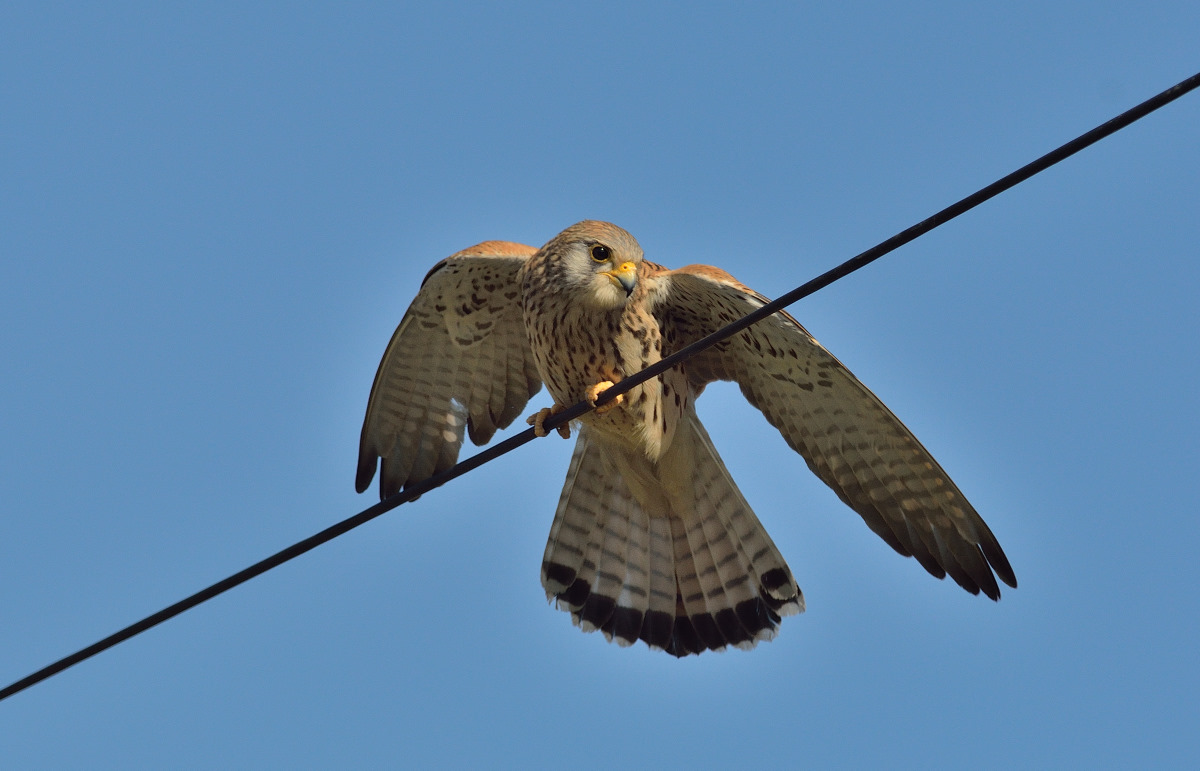 Küçük kerkenez » Lesser Kestrel » Falco naumanni