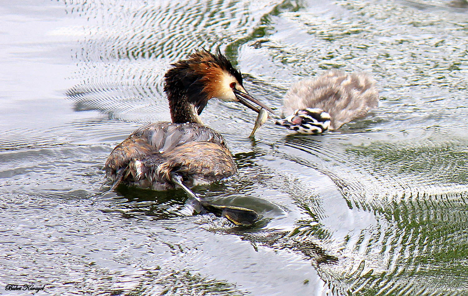 Bahri » Great Crested Grebe » Podiceps cristatus