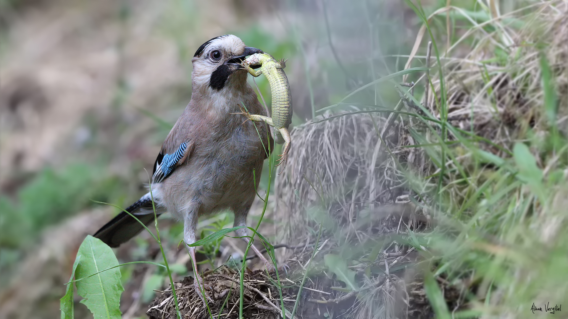 Alakarga » Eurasian Jay » Garrulus glandarius