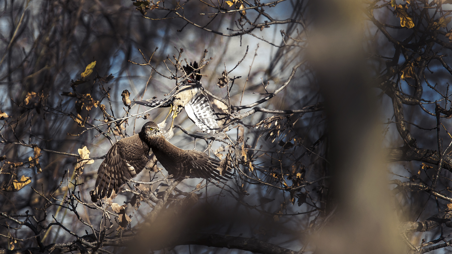 Atmaca » Eurasian Sparrowhawk » Accipiter nisus