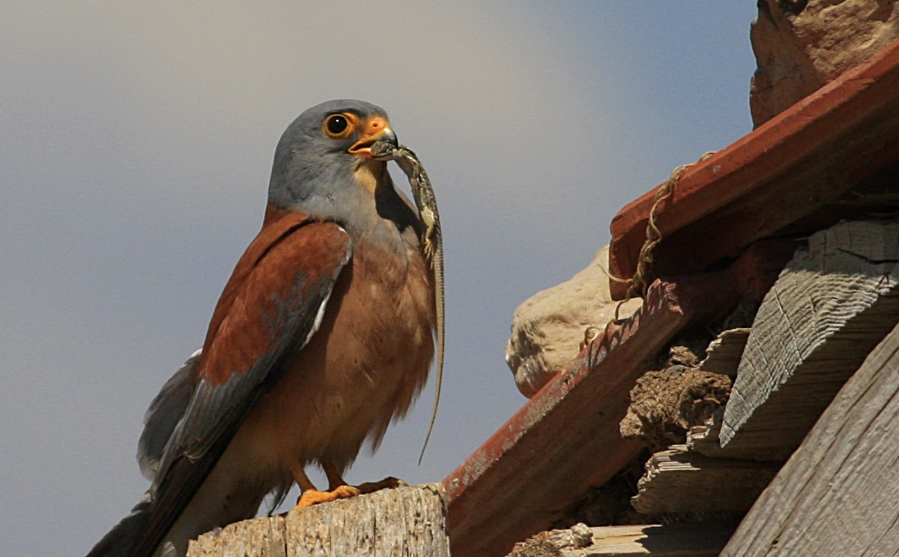 Küçük kerkenez » Lesser Kestrel » Falco naumanni