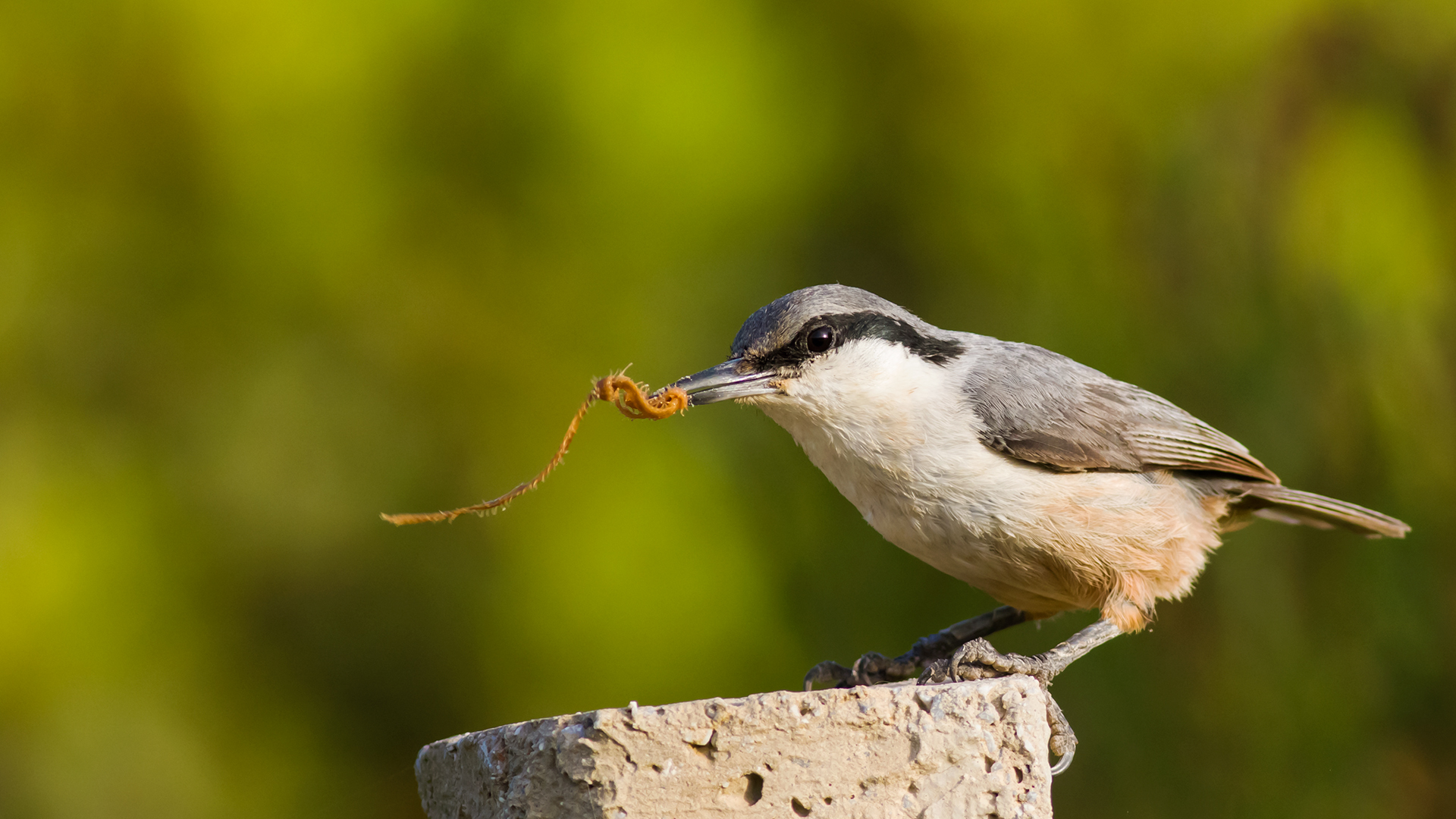 Kaya sıvacısı » Western Rock Nuthatch » Sitta neumayer