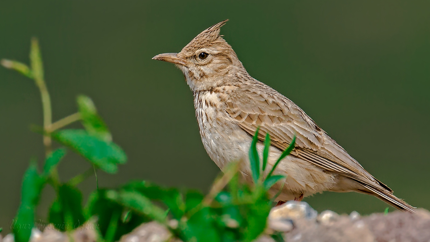 Tepeli toygar » Crested Lark » Galerida cristata