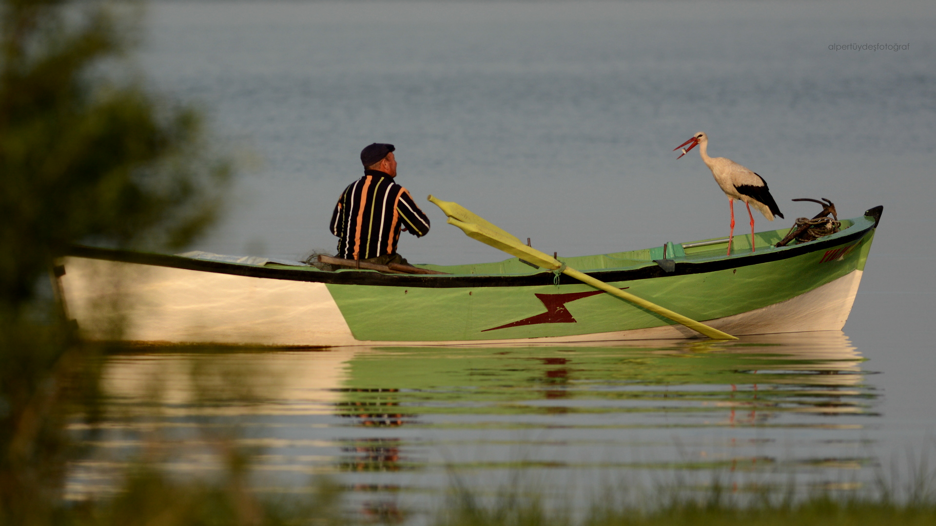 Leylek » White Stork » Ciconia ciconia