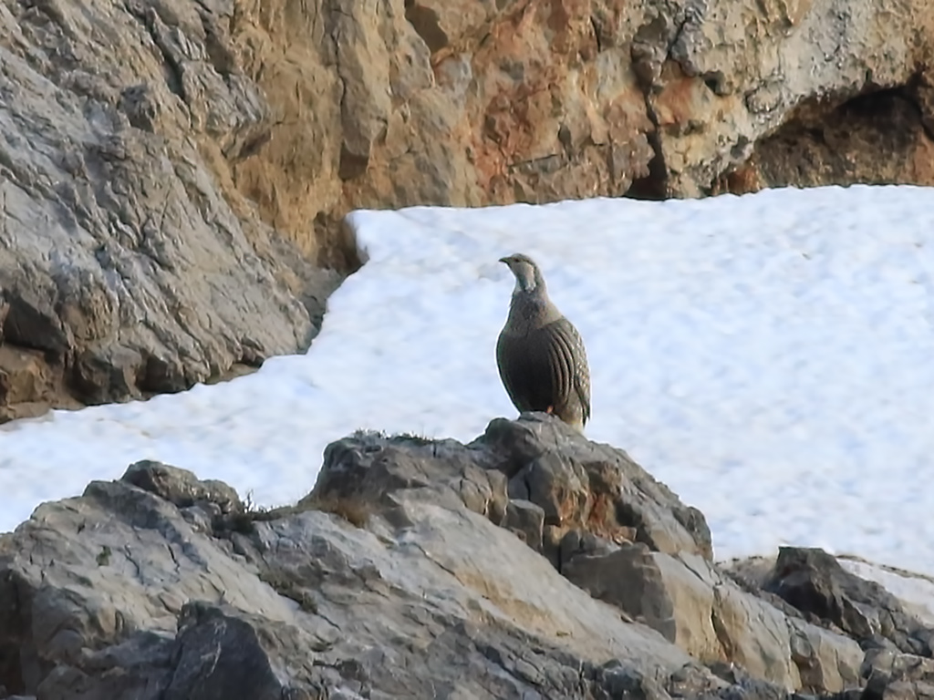 Urkeklik » Caspian Snowcock » Tetraogallus caspius