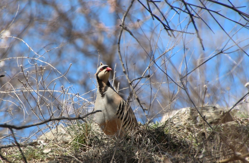 Kınalı keklik » Chukar Partridge » Alectoris chukar