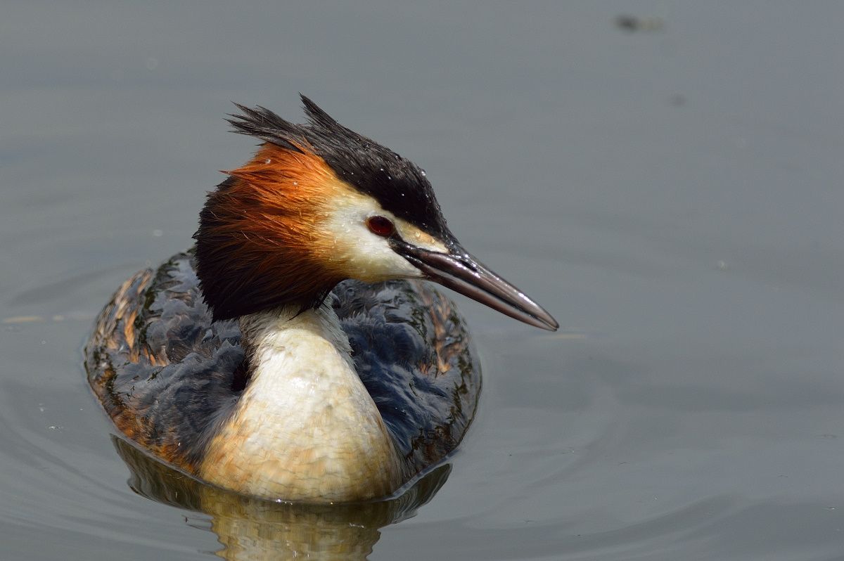 Bahri » Great Crested Grebe » Podiceps cristatus