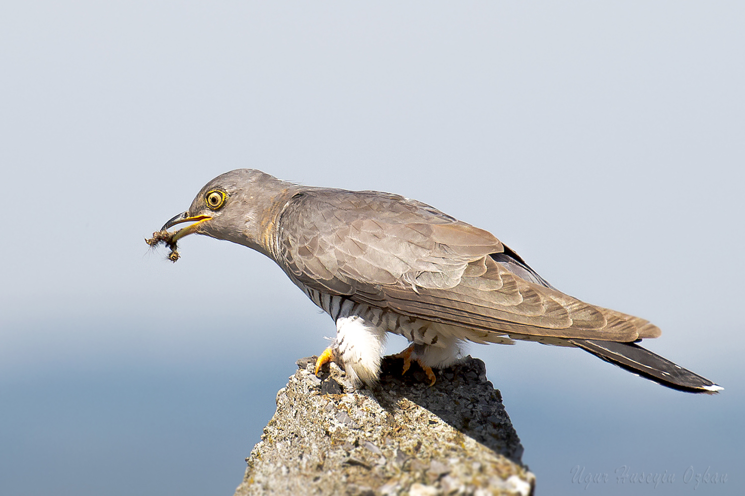 Guguk » Common Cuckoo » Cuculus canorus
