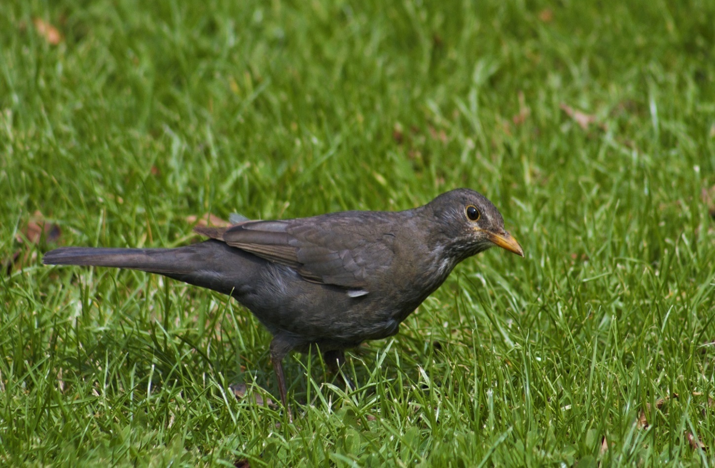 Karatavuk » Common Blackbird » Turdus merula