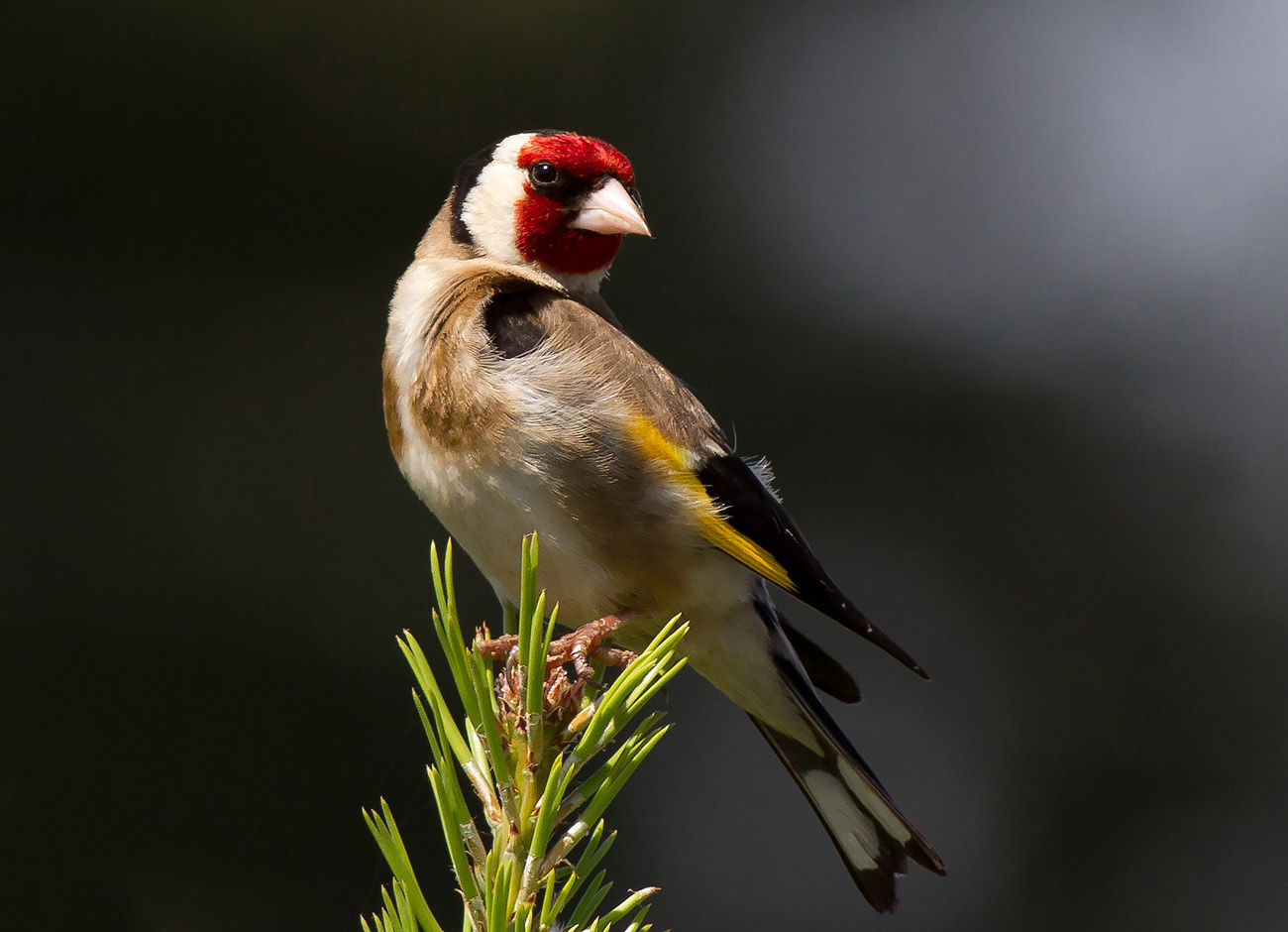 Saka » European Goldfinch » Carduelis carduelis