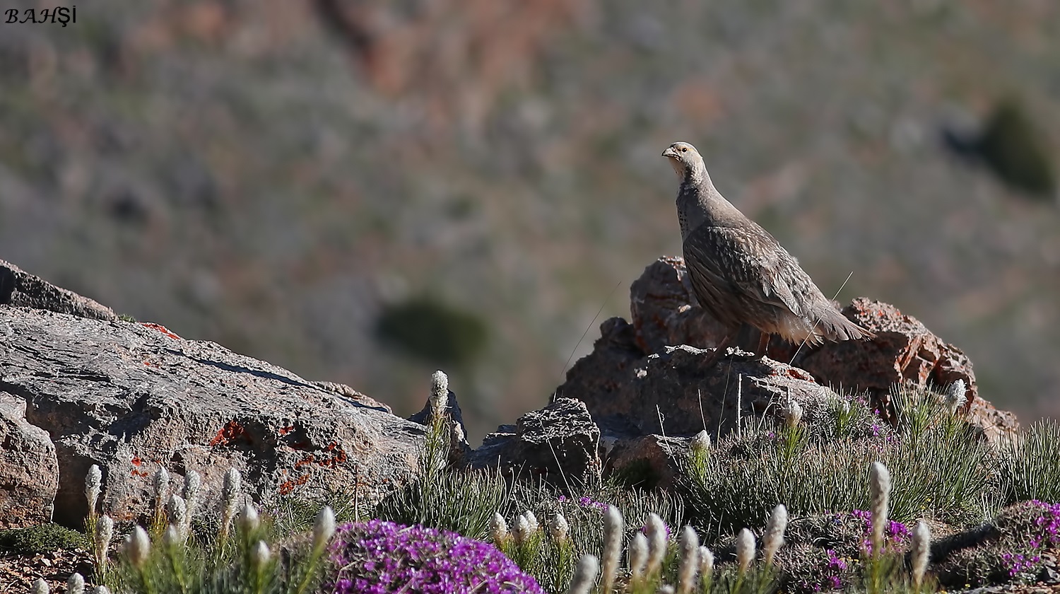 Urkeklik » Caspian Snowcock » Tetraogallus caspius