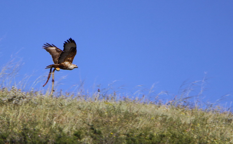 Kızıl şahin » Long-legged Buzzard » Buteo rufinus