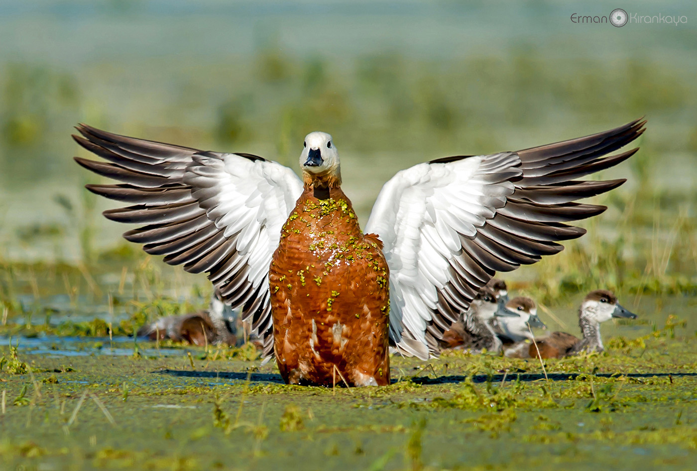 Angıt » Ruddy Shelduck » Tadorna ferruginea