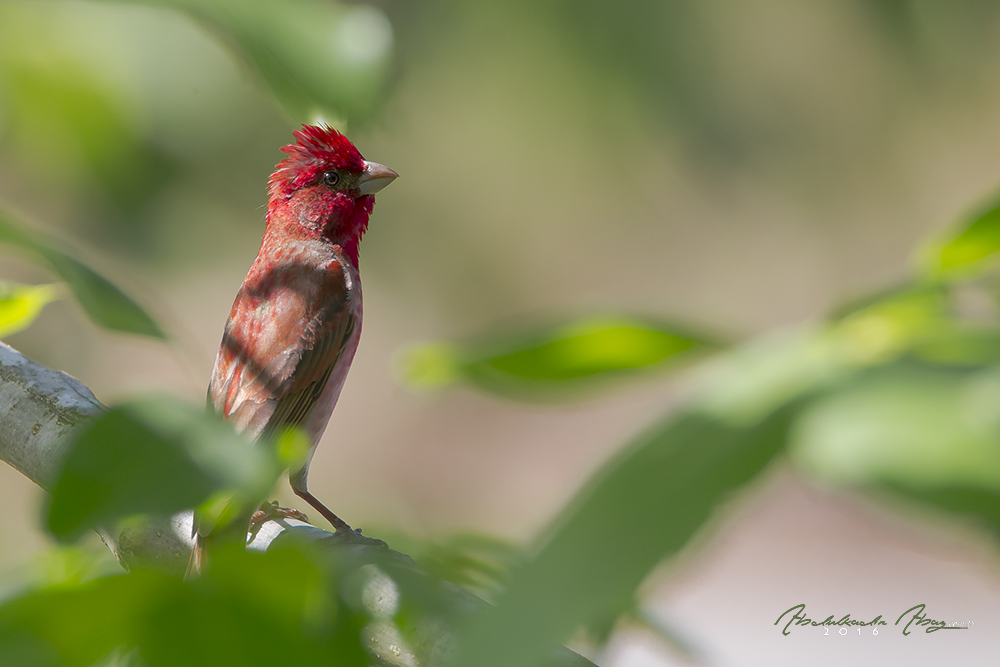 Çütre » Common Rosefinch » Carpodacus erythrinus