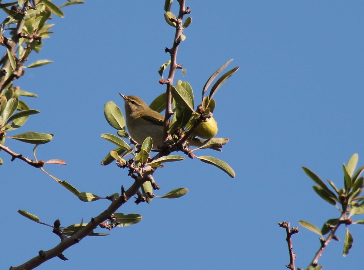 Boz çıvgın » Eastern Bonelli`s Warbler » Phylloscopus orientalis
