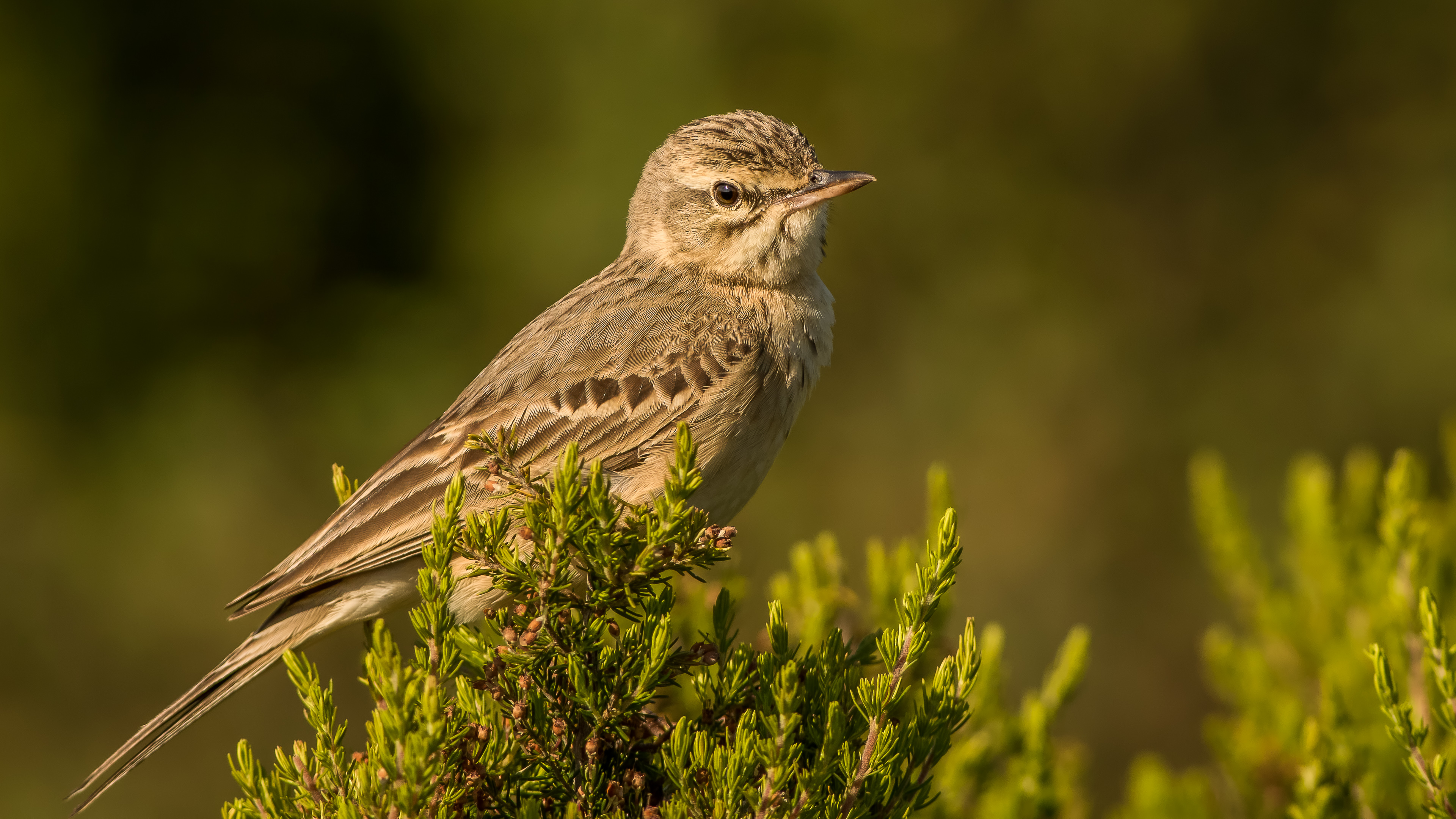 Kır incirkuşu » Tawny Pipit » Anthus campestris