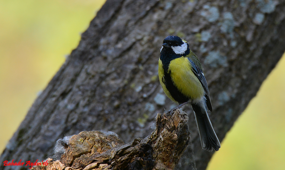 Büyük baştankara » Great Tit » Parus major