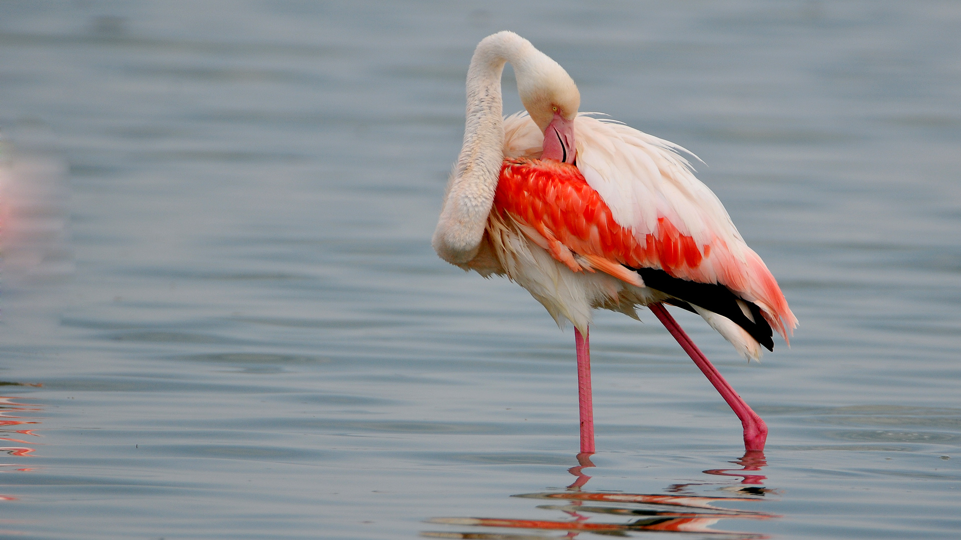 Flamingo » Greater Flamingo » Phoenicopterus roseus
