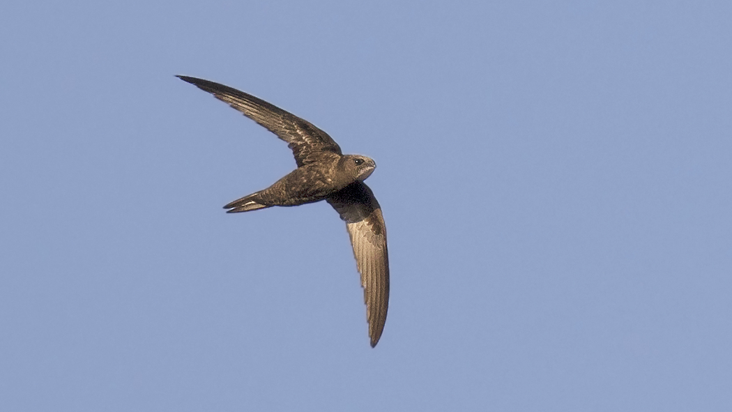 Ebabil » Common Swift » Apus apus