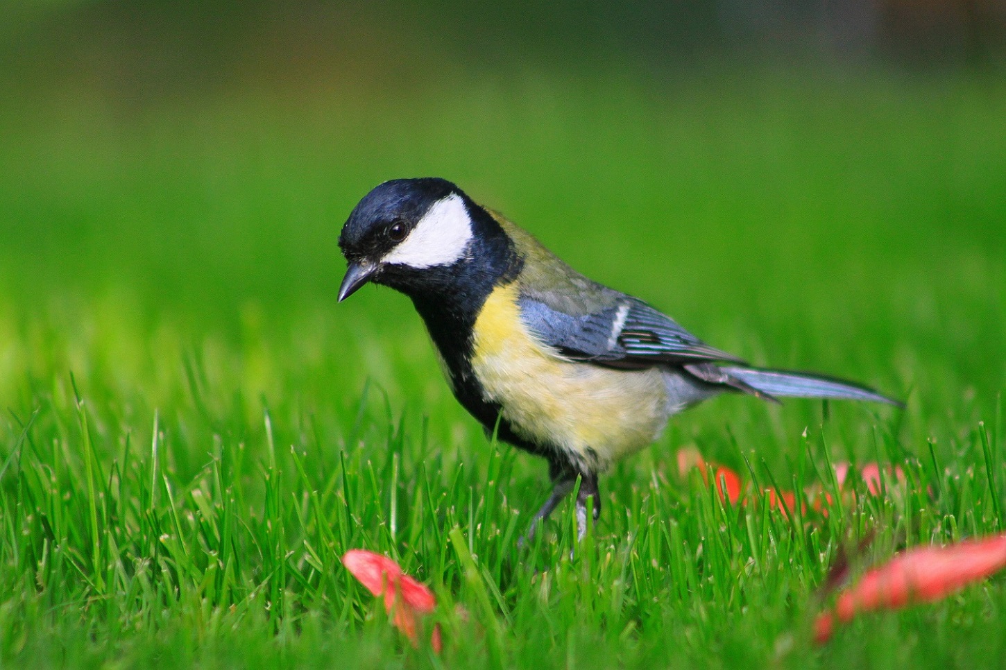 Büyük baştankara » Great Tit » Parus major