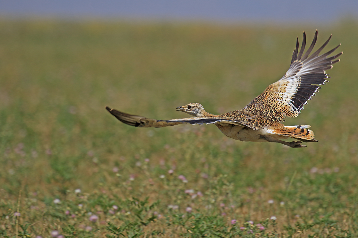 Toy » Great Bustard » Otis tarda