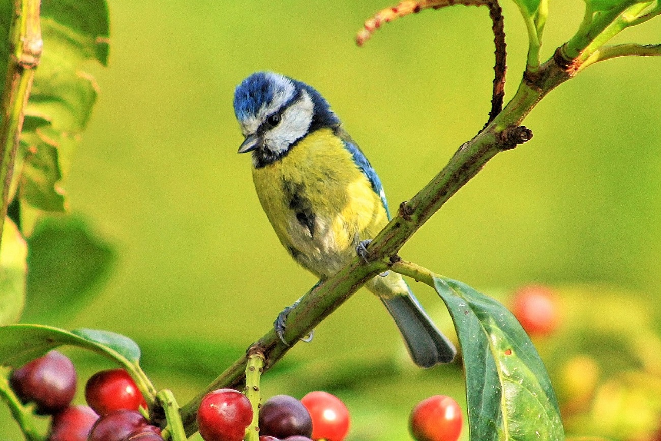Mavi baştankara » Eurasian Blue Tit » Cyanistes caeruleus