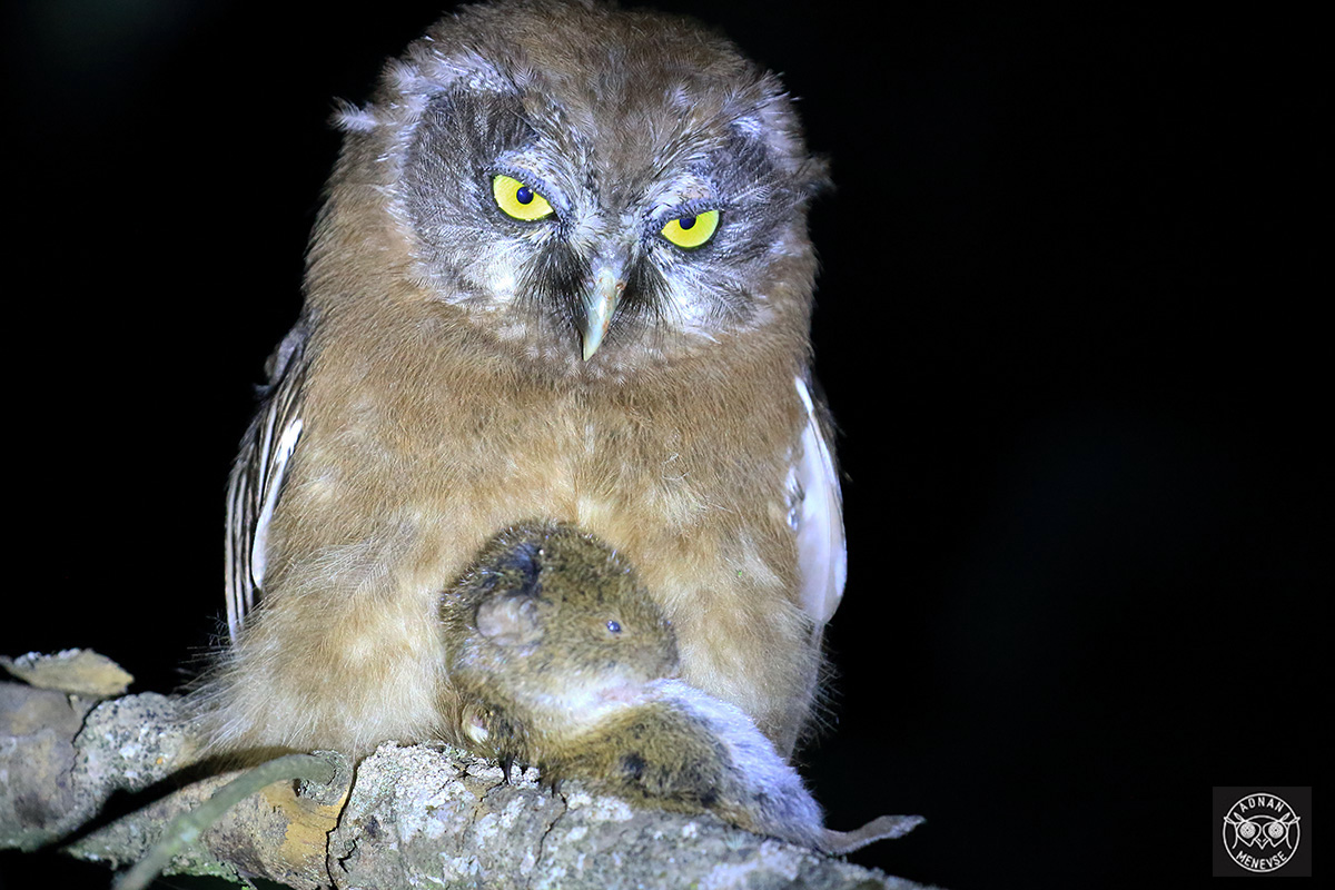 Paçalı baykuş » Boreal Owl » Aegolius funereus
