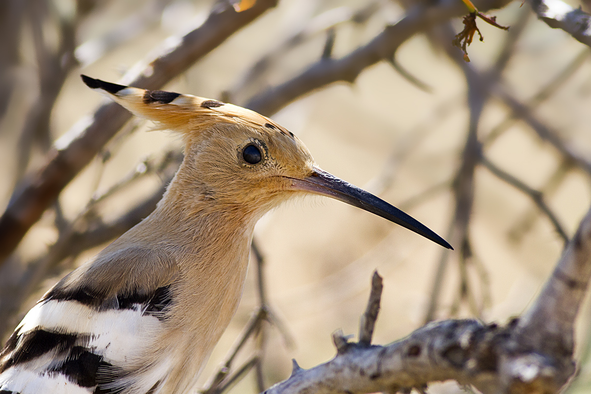 İbibik » Eurasian Hoopoe » Upupa epops