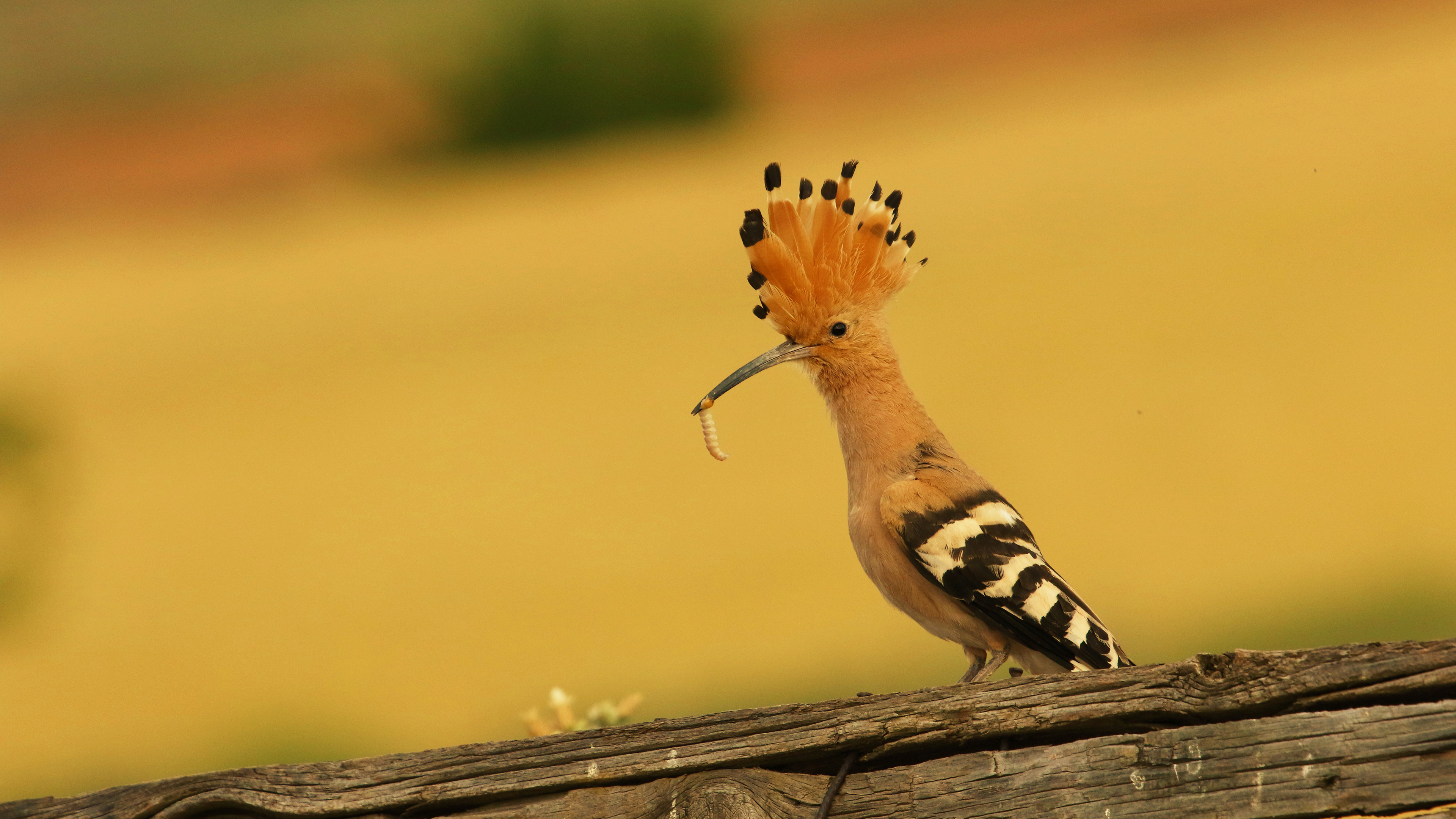 İbibik » Eurasian Hoopoe » Upupa epops