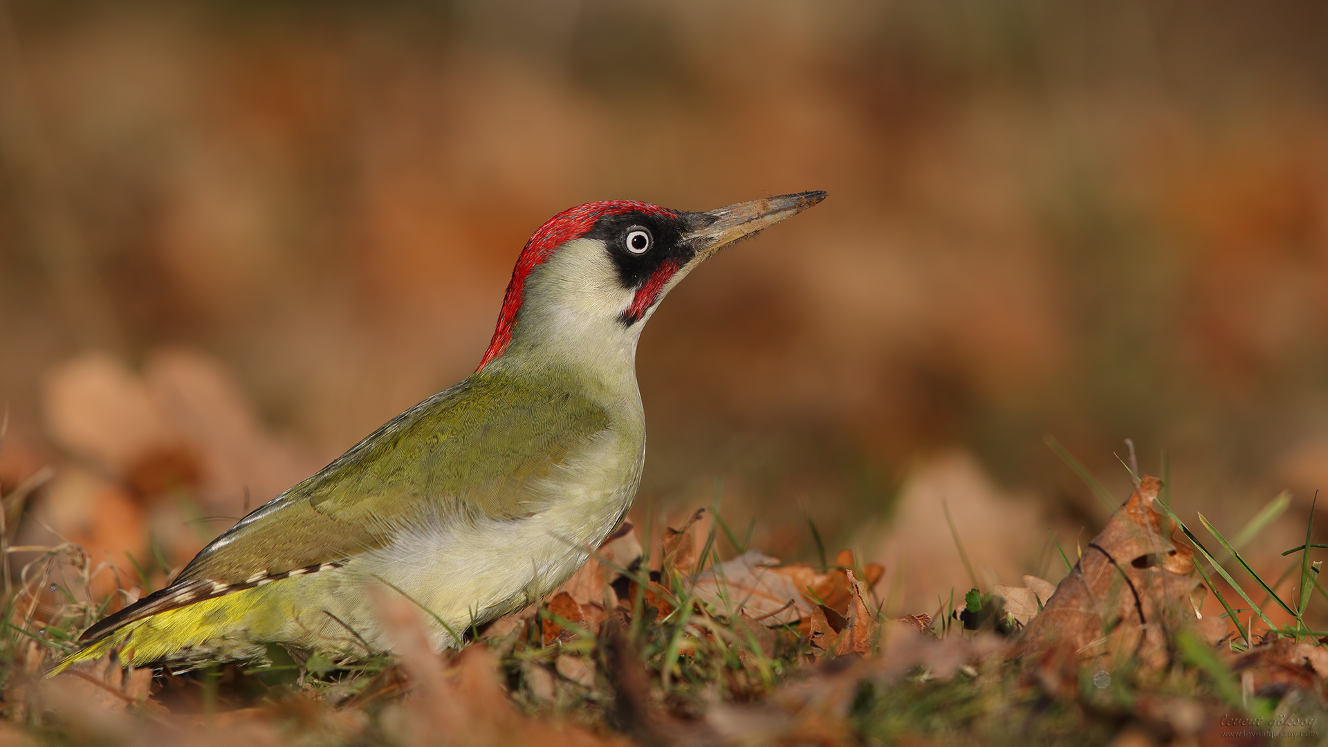 Yeşil ağaçkakan » European Green Woodpecker » Picus viridis
