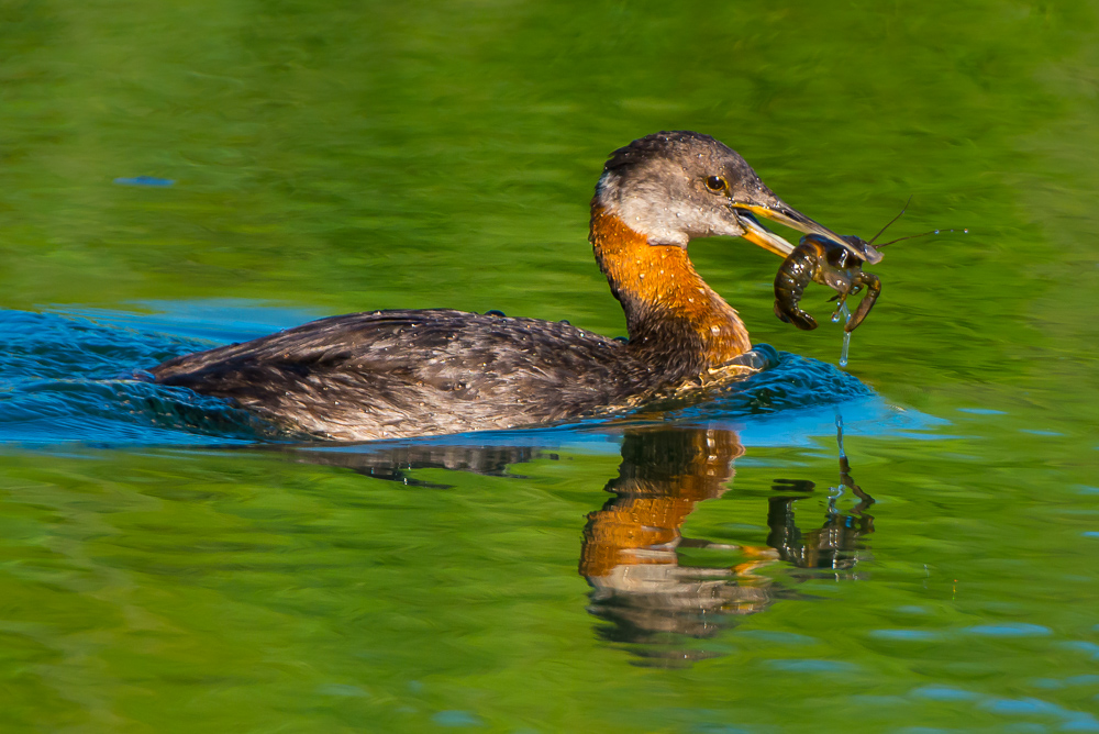Kızılboyunlu batağan » Red-necked Grebe » Podiceps grisegena